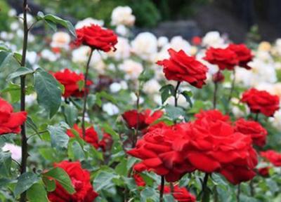 طرز قلمه زدن گل رز با سیب زمینی طرز قلمه زدن گل رز با سیب زمینی